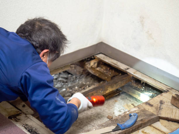Best Professional Mold Removal  in Duchesne, UT
