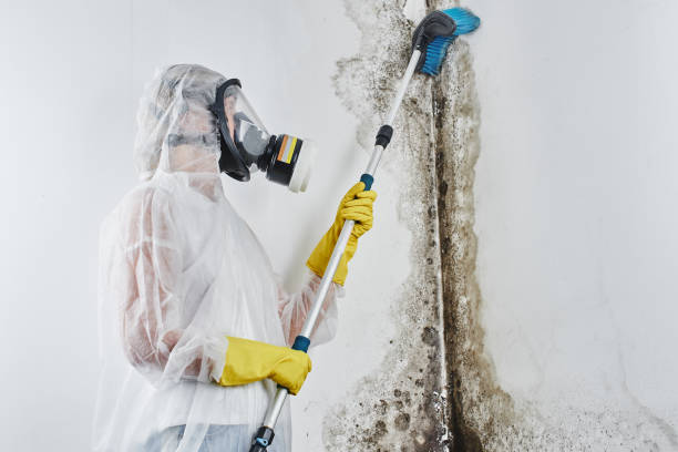 Best Mold Remediation  in Duchesne, UT