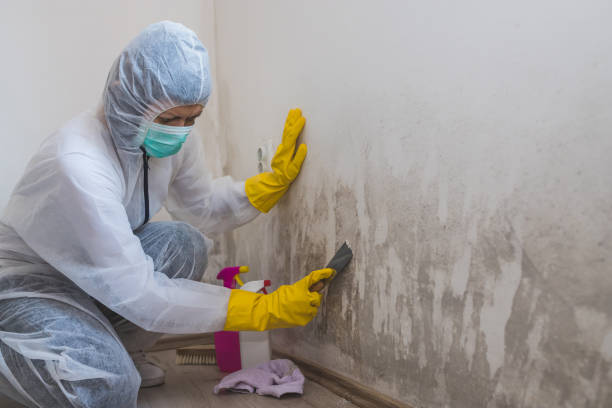 Mold Removal Process in Duchesne, UT