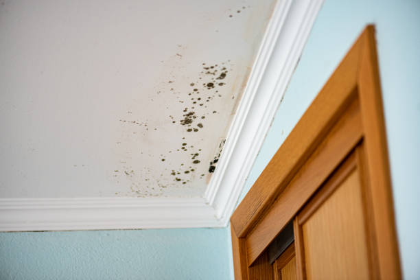 Best Office Mold Removal Services  in Duchesne, UT