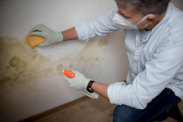 Best Mold Testing  in Duchesne, UT