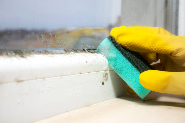 Best Local Mold Removal Service  in Duchesne, UT
