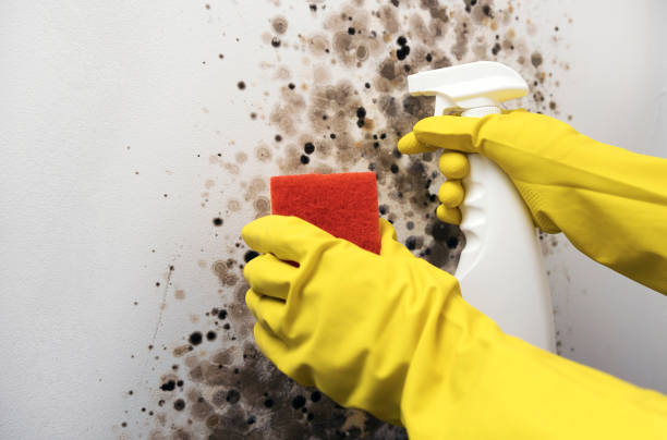 Professional Mold Removal in Duchesne, UT