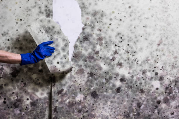 Best Black Mold Removal  in Duchesne, UT