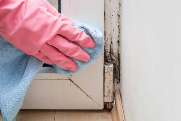 Best Mold Testing and Removal  in Duchesne, UT