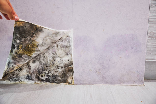 Best Commercial Mold Removal  in Duchesne, UT